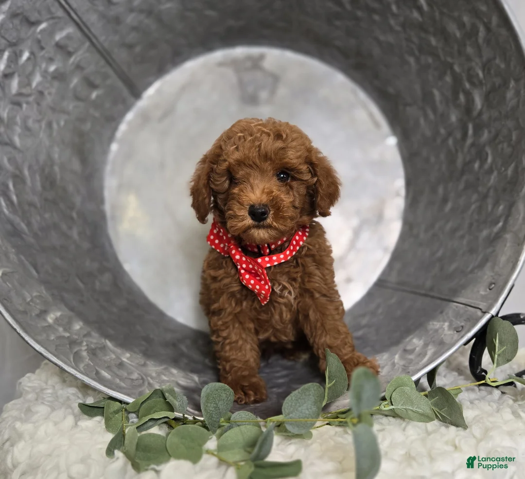 Toy Poodle dogs for sale: Bailey - Ad 7