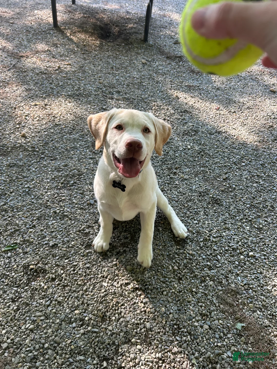 Labrador Retriever dogs for sale: Bear - Ad 1