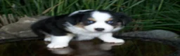 Miniature Australian Shepherd dogs for sale: Rascal - Ad 5