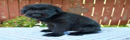 Giant Schnauzer dogs for sale: Orus - Ad 2