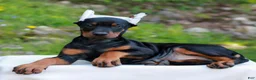 Doberman Pinscher dogs for sale: Alice  - Ad 3