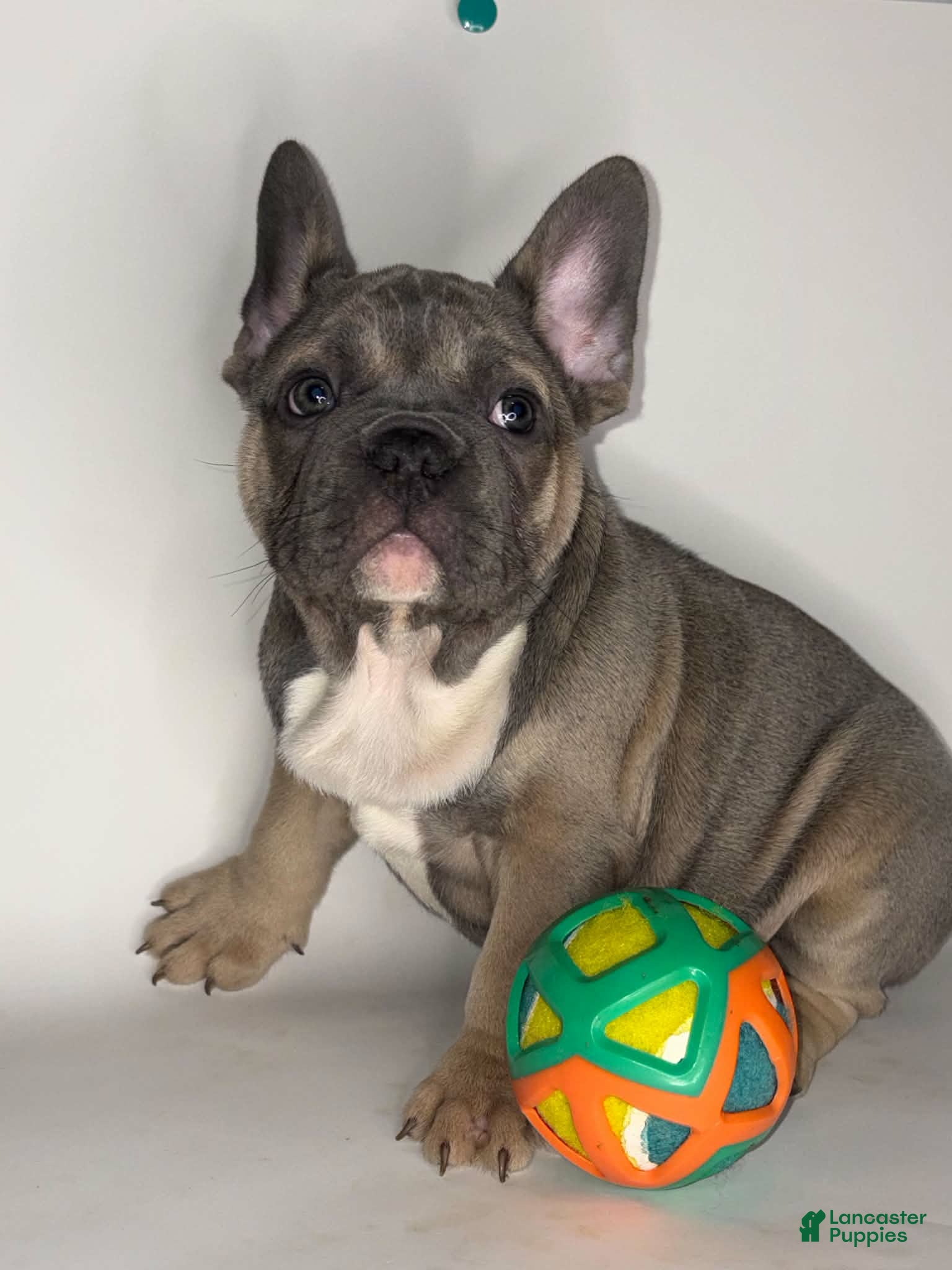 French Bulldog dogs for sale: Debo - Ad 1