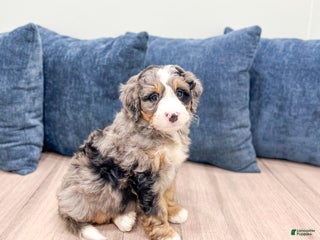 Mini Bernedoodle dogs - Ad 12