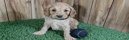 Cavapoo dogs for sale: Milly Boy 2 - Ad 2