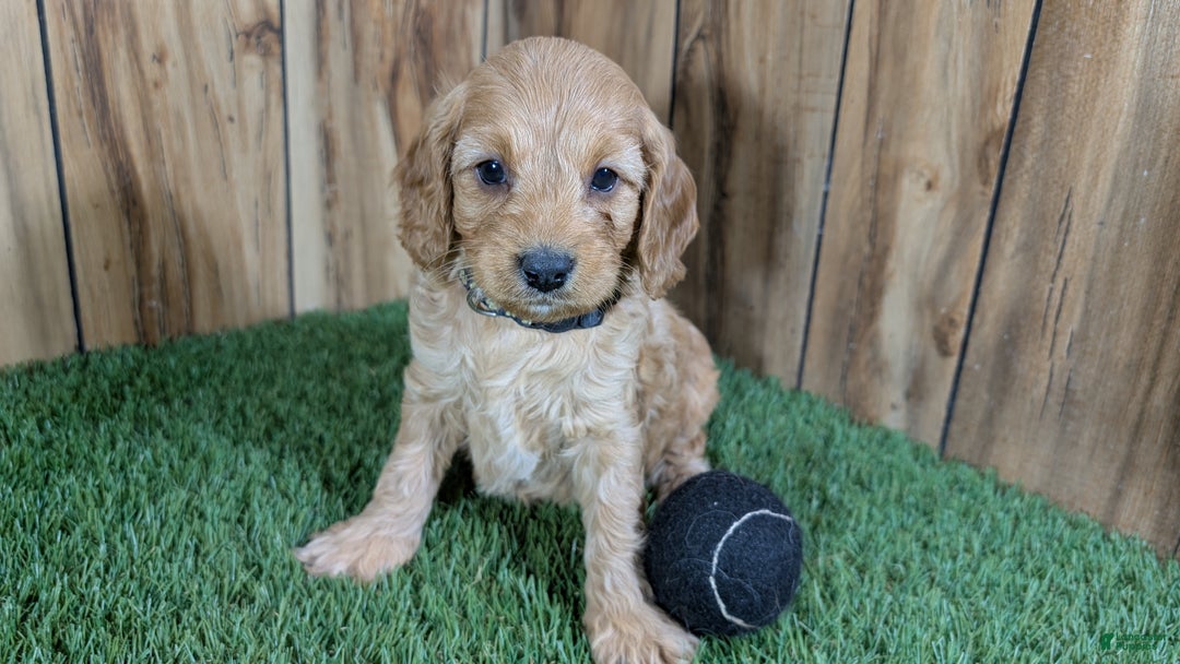 Cavapoo dogs for sale: Milly Boy 2 - Ad 2