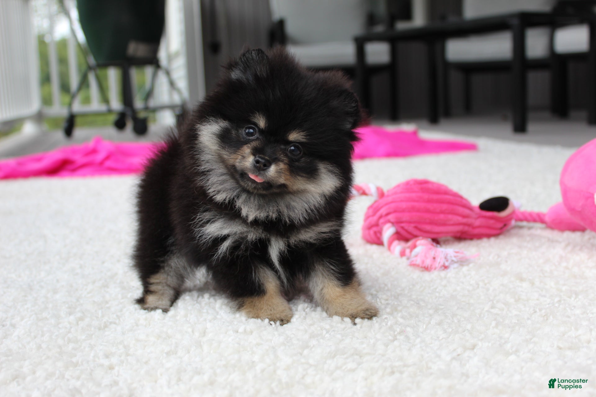 Pomeranian dogs Tessa - Ad 1