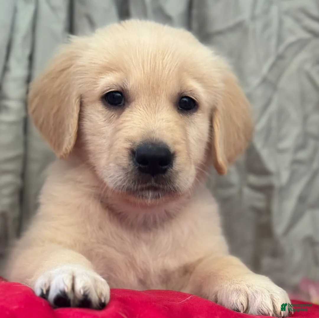 Mixed Breed dogs for sale: Red Collar - Ad 1