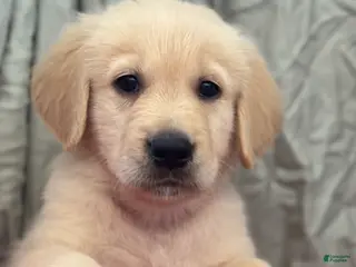 Mixed Breed dogs Red Collar - Ad 10