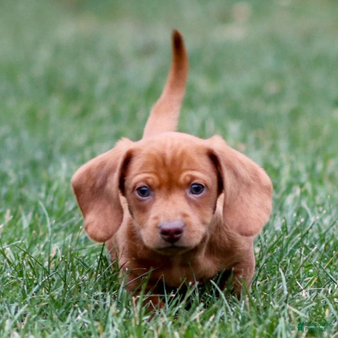 Dachshund dogs for sale: Harry - Ad 7