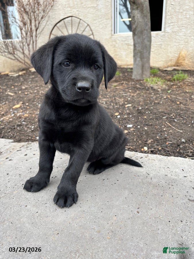Labrador Retriever dogs Gemma - Ad 1