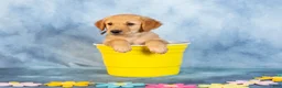 Golden Retriever dogs for sale: Matcha - Ad 3