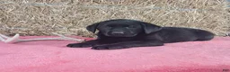 Labrador Retriever dogs for sale: Bella - Ad 4