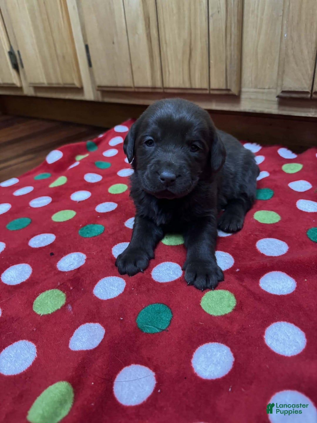 Labrador Retriever dogs for sale: Petal - Ad 1