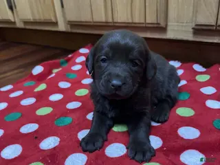 Labrador Retriever dogs Petal - Ad 40