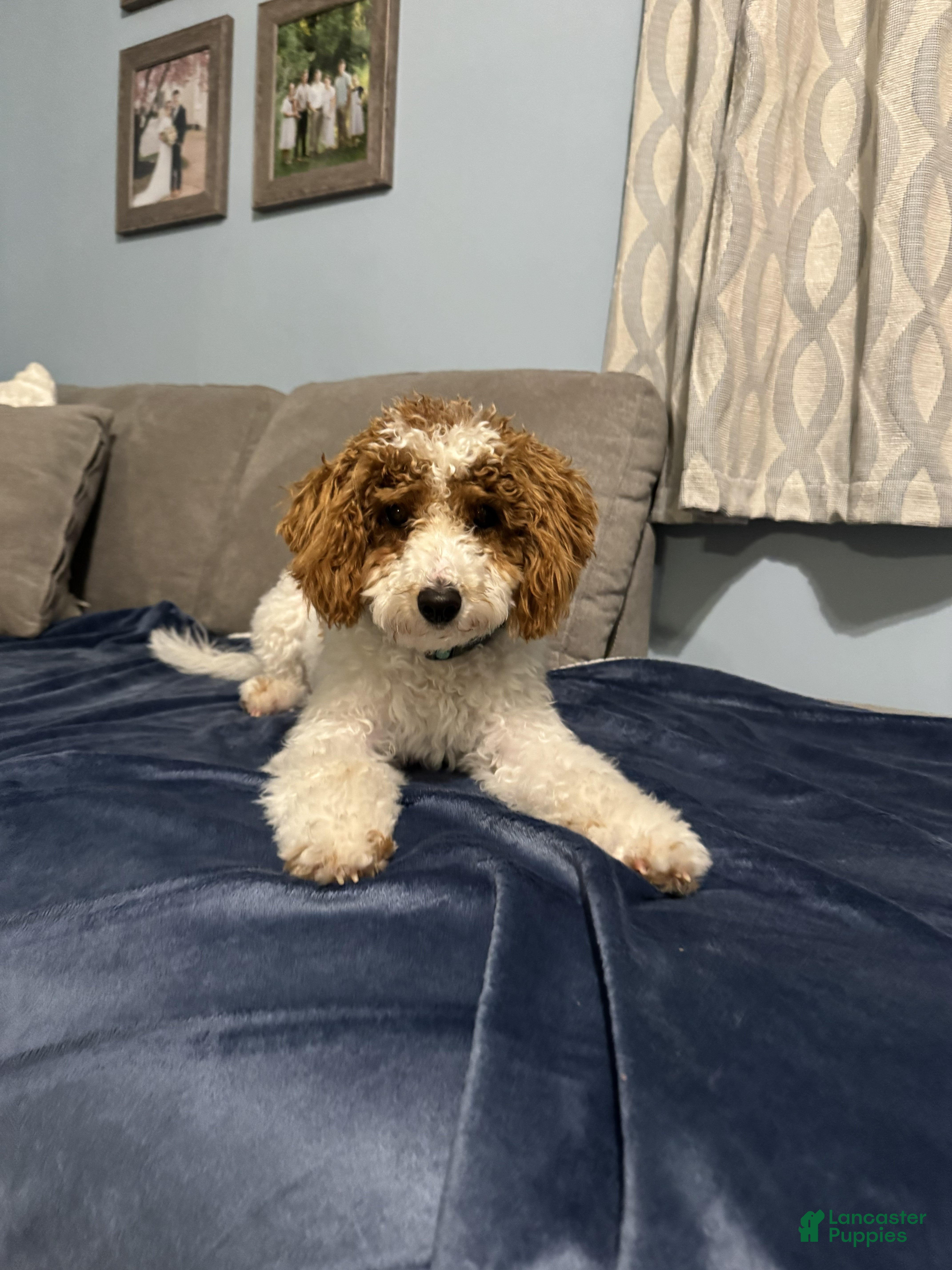 Miniature Poodle dogs Lacey - Ad 37