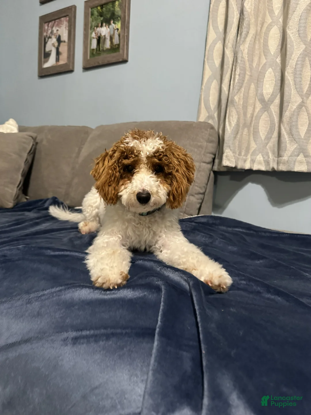 Miniature Poodle dogs for sale: Lacey - Ad 1