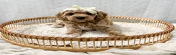 Cavapoo dogs for sale: Summer - Ad 6