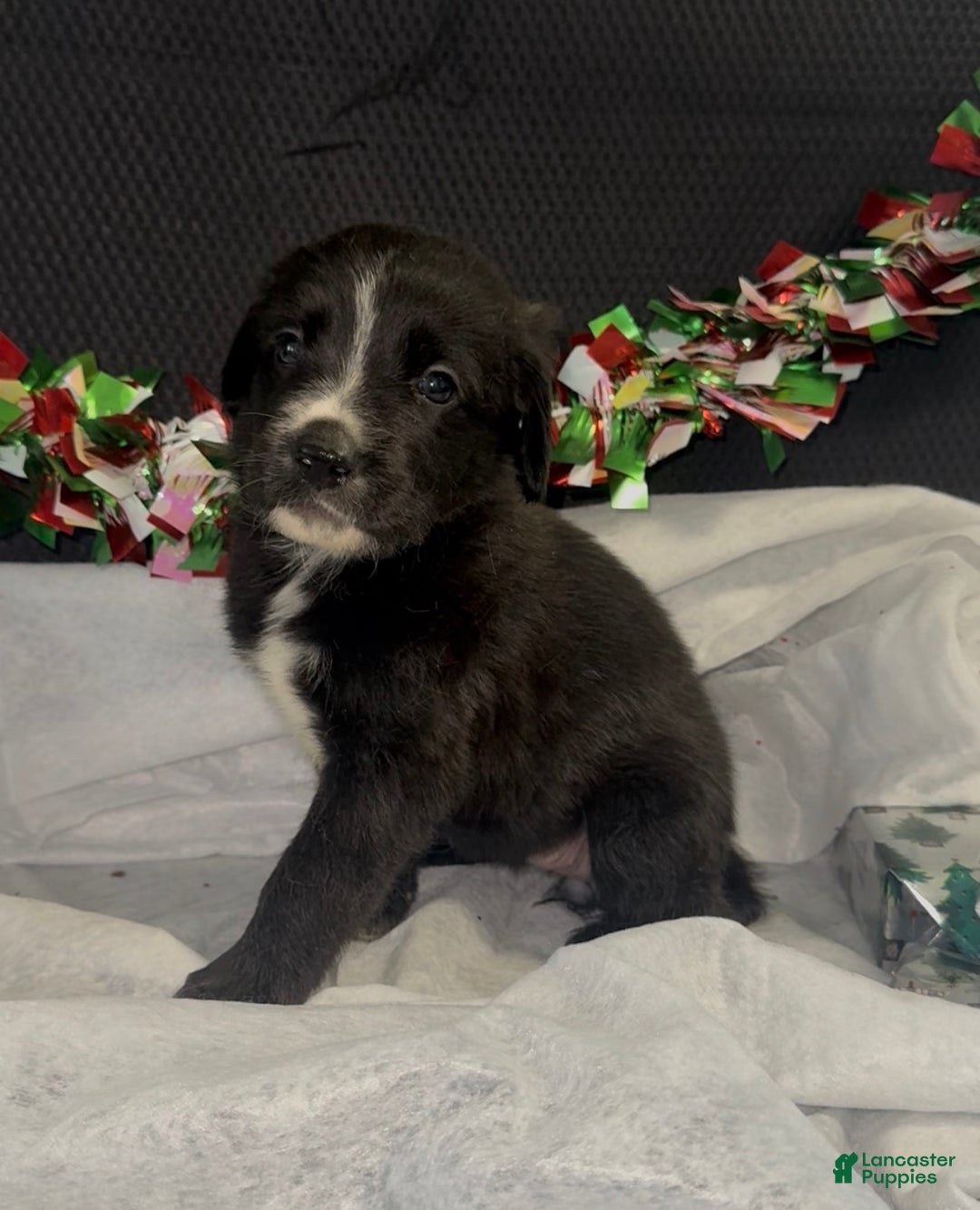 Mixed Breed dogs for sale: Camila - Ad 1