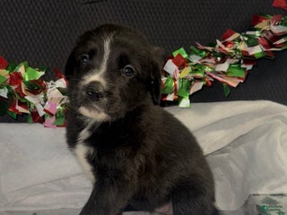 Mixed Breed dogs Camila - Ad 28