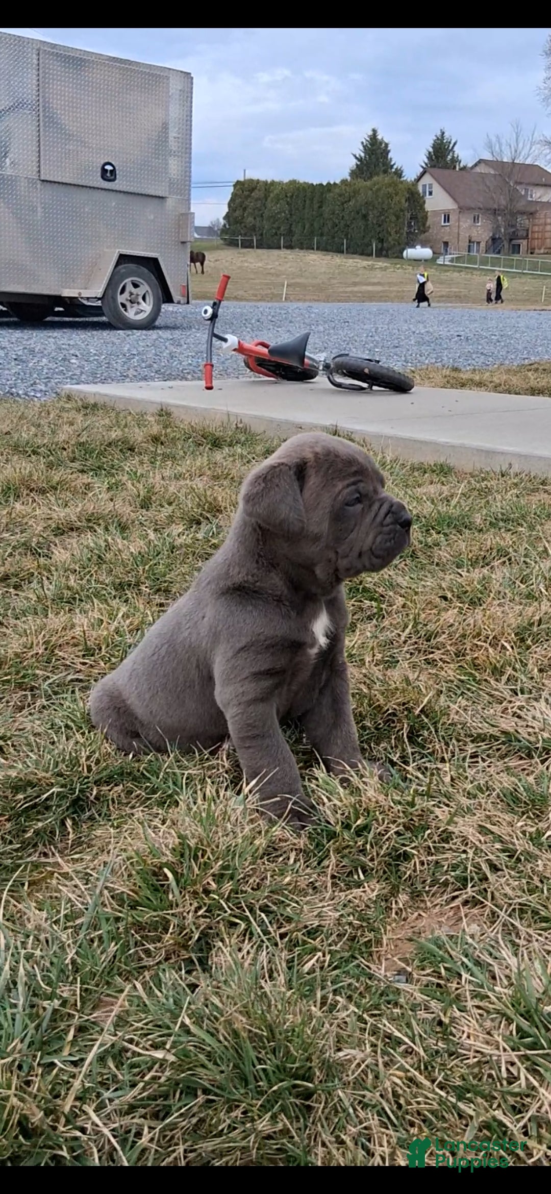 Cane Corso dogs Tyson - Ad 1