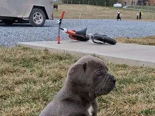Cane Corso dogs for sale: Tyson - Ad 2