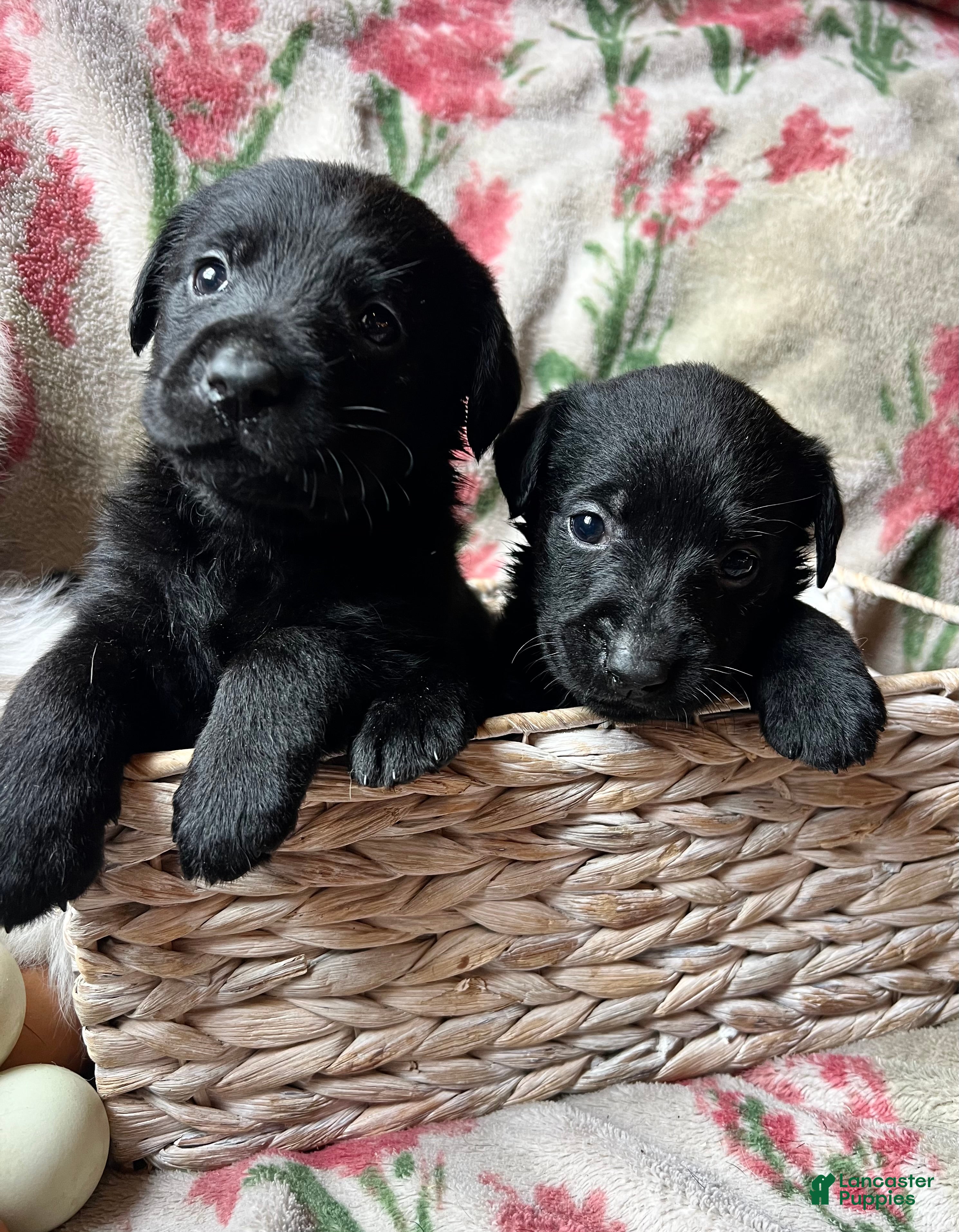 Labrador Retriever dogs Posy - Ad 12