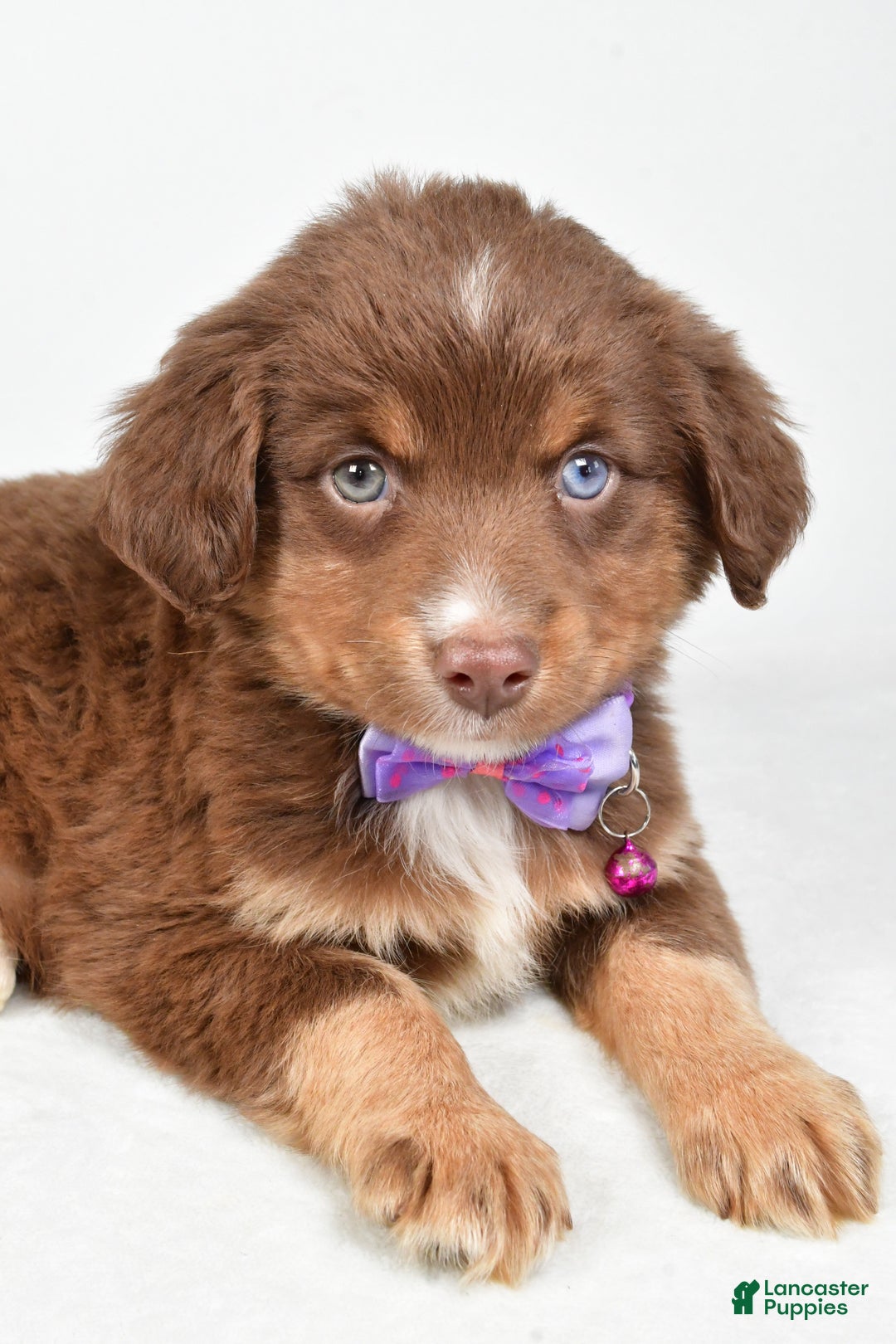 Miniature Australian Shepherd dogs for sale: Robin - Ad 4