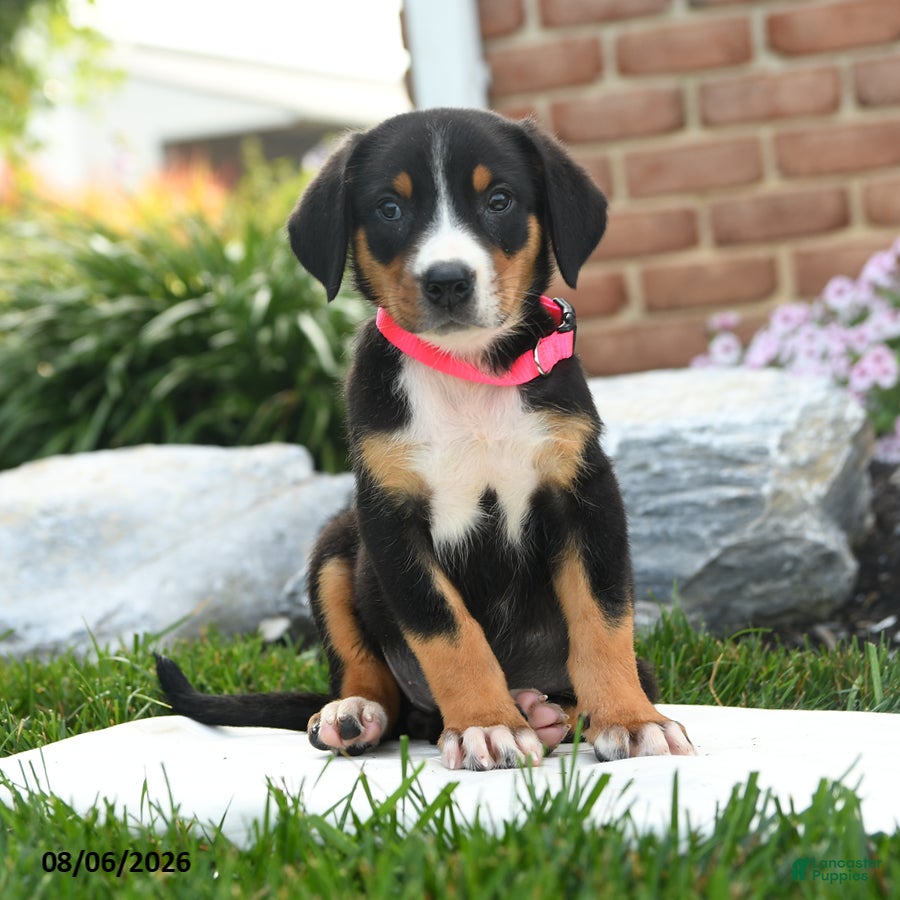 Greater Swiss Mountain Dog dogs Puddles - Ad 1