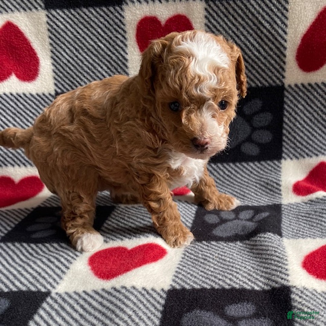 Toy Poodle dogs for sale: Angel - Ad 1