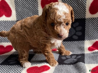 Toy Poodle dogs Angel - Ad 16