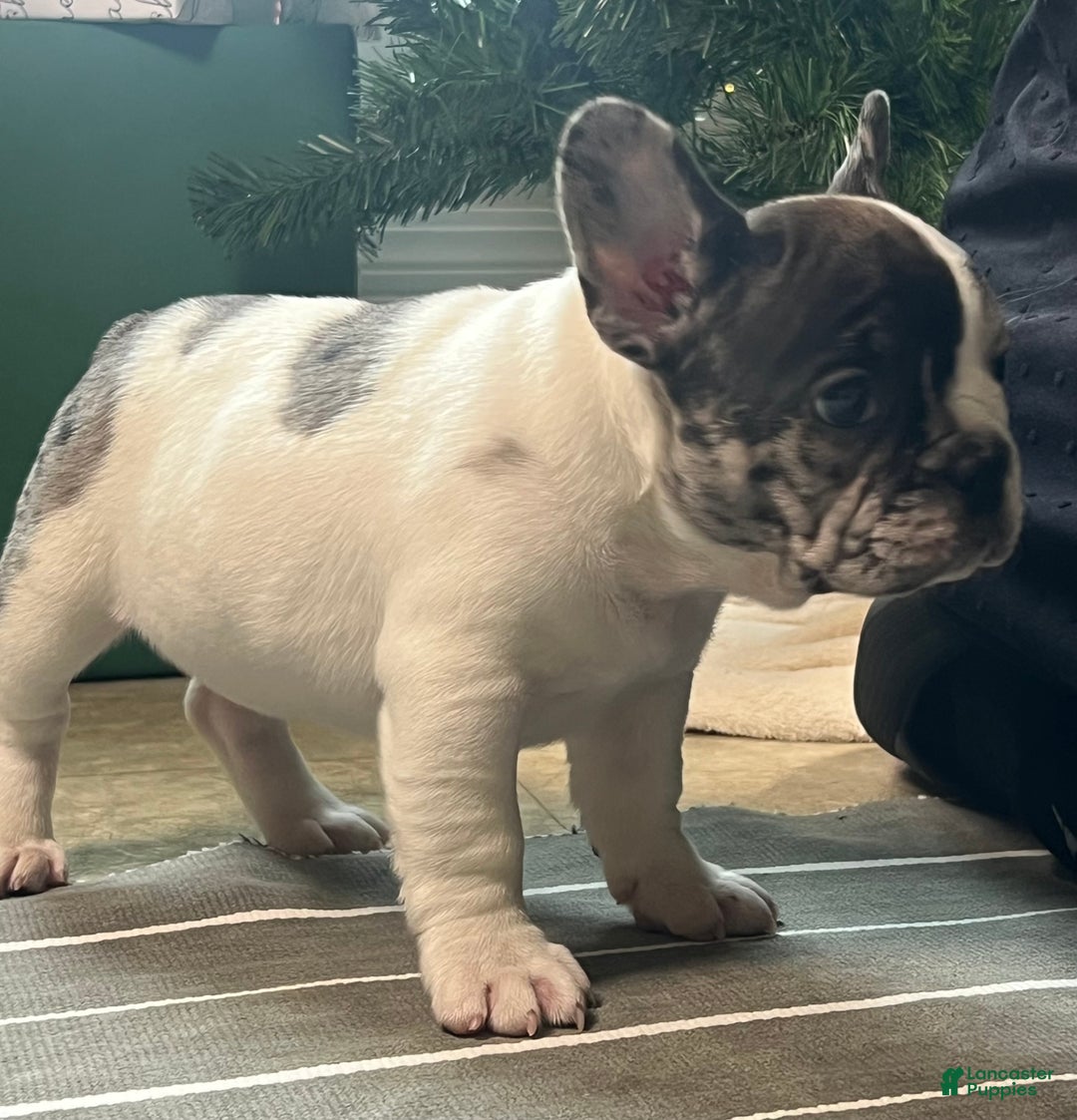 French Bulldog dogs for sale: Piper - Ad 12