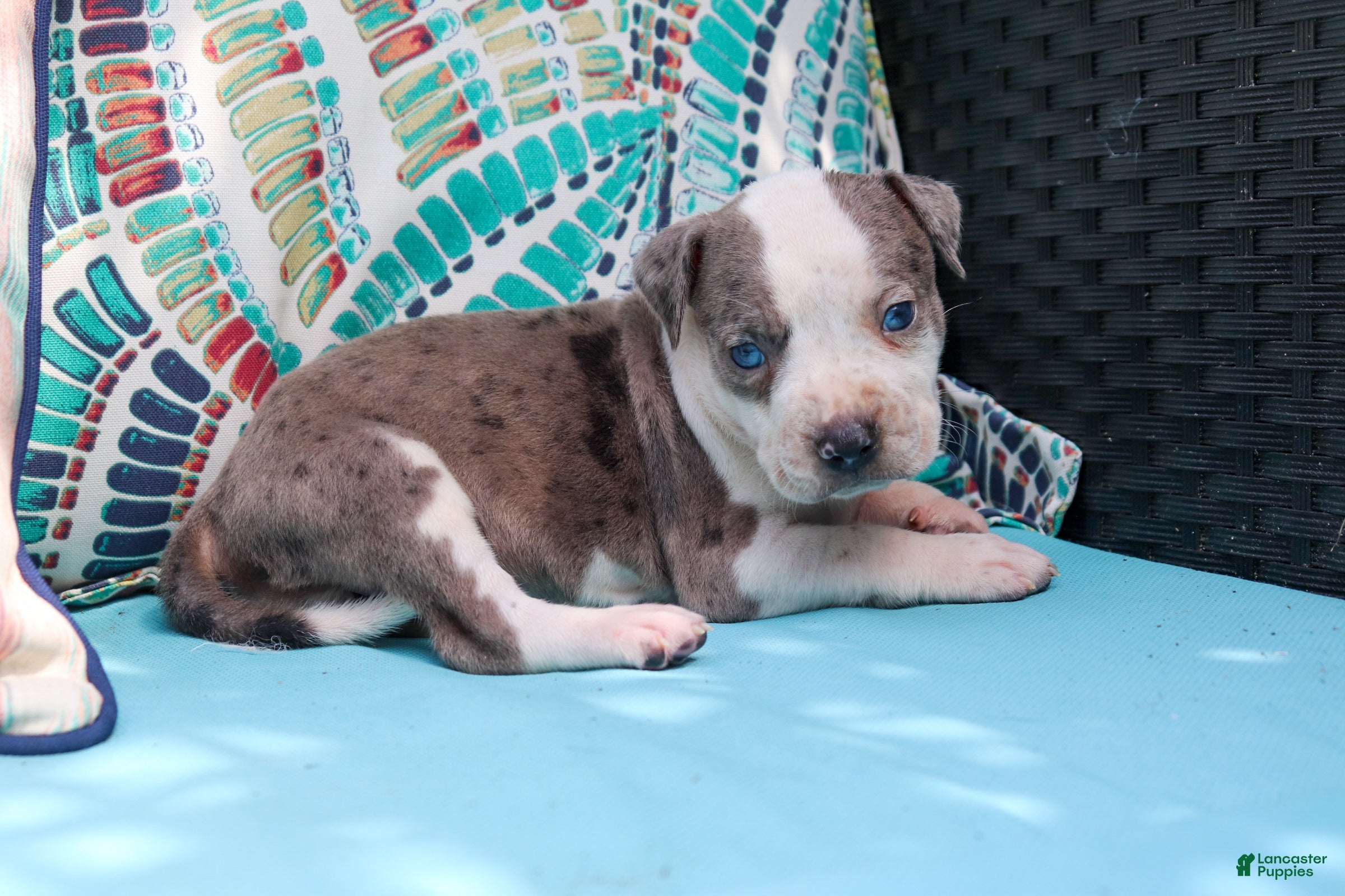 American Bully dogs Yellow - Ad 20