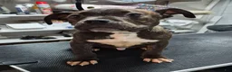 American Bully dogs for sale: American Bully 1 - Ad 5