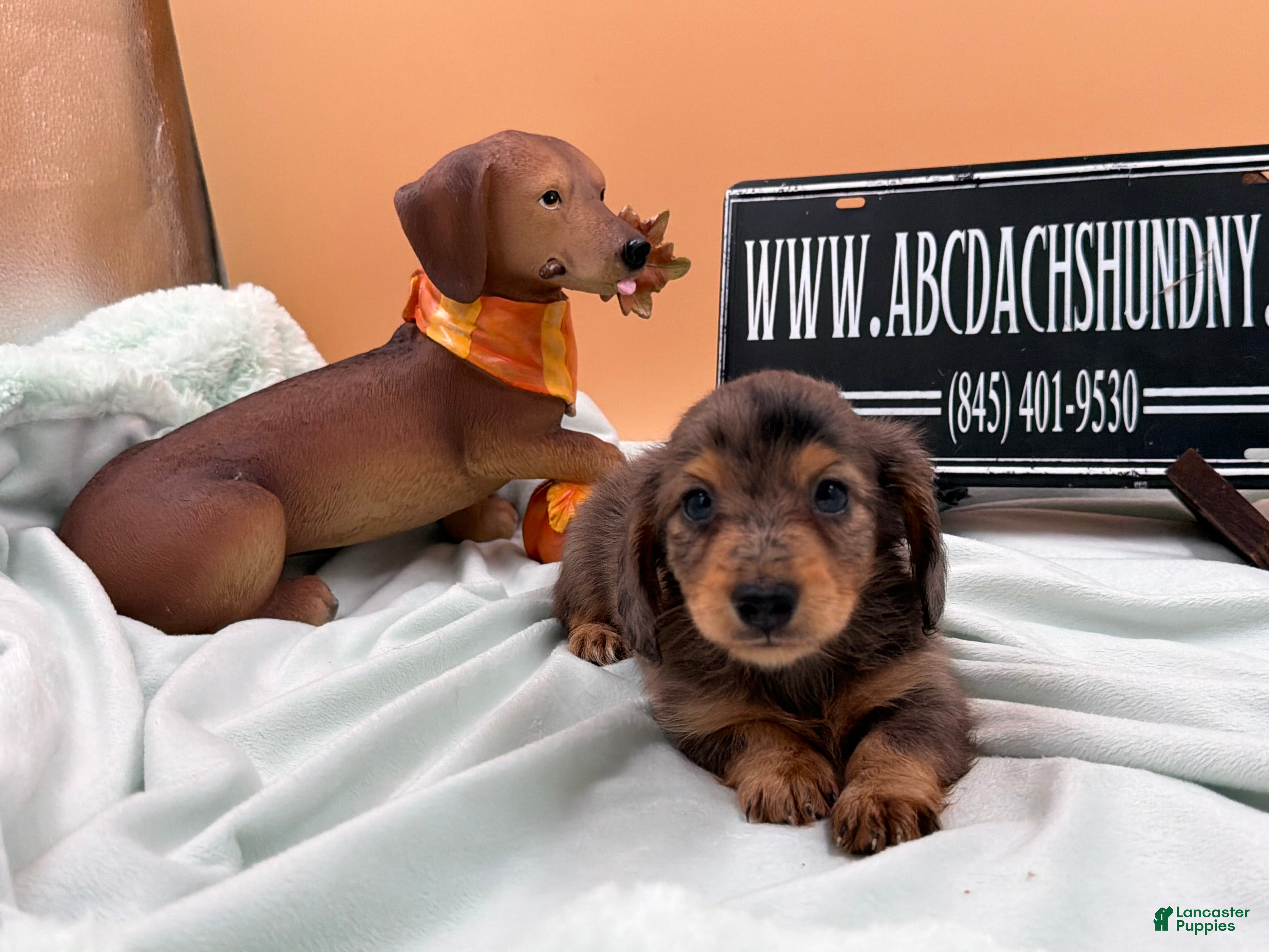Miniature Dachshund dogs AKC Russian lh - Ad 13