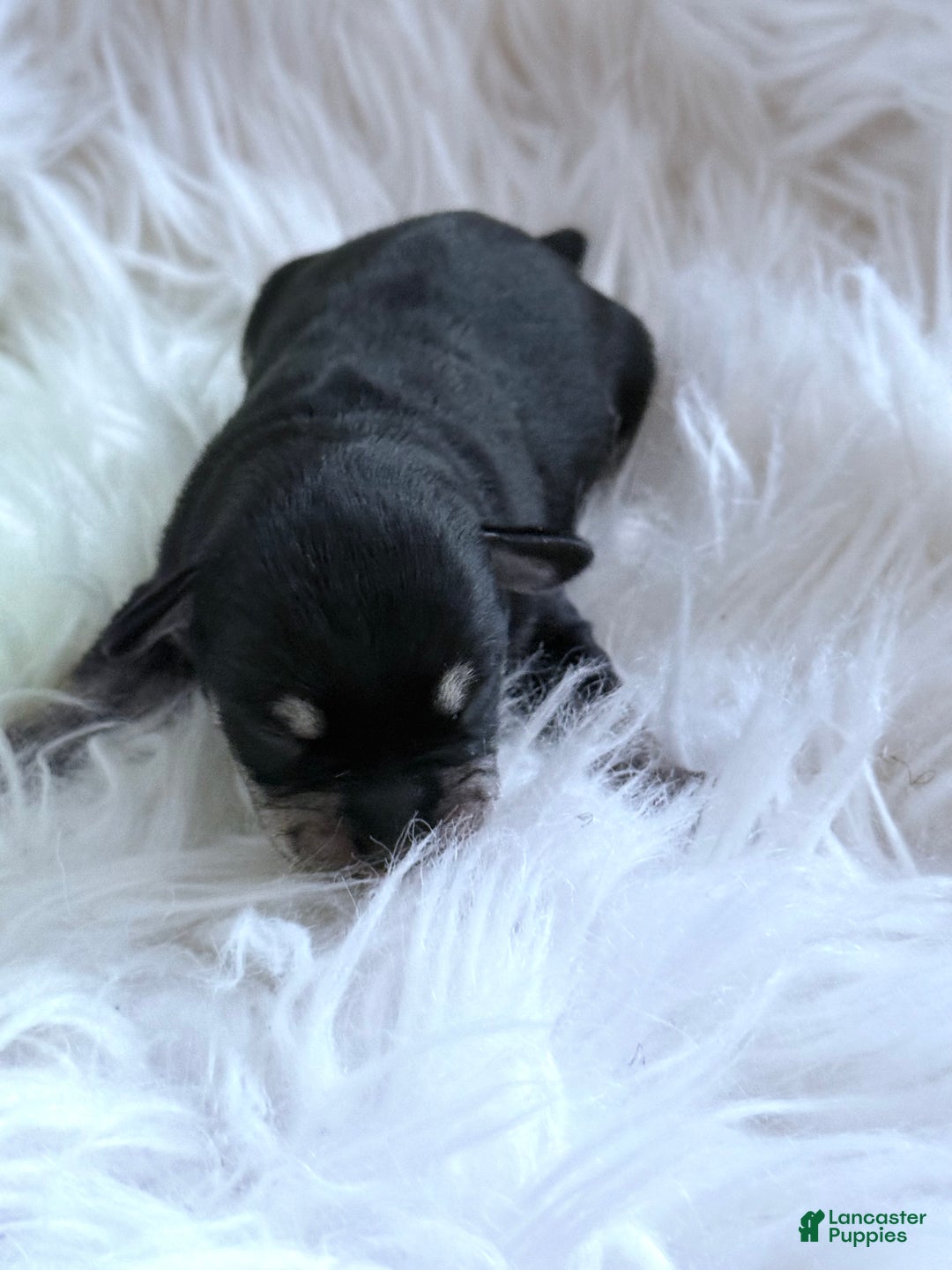 Miniature Schnauzer dogs for sale: Miniature Schnauzer Puppy 3 - Ad 6