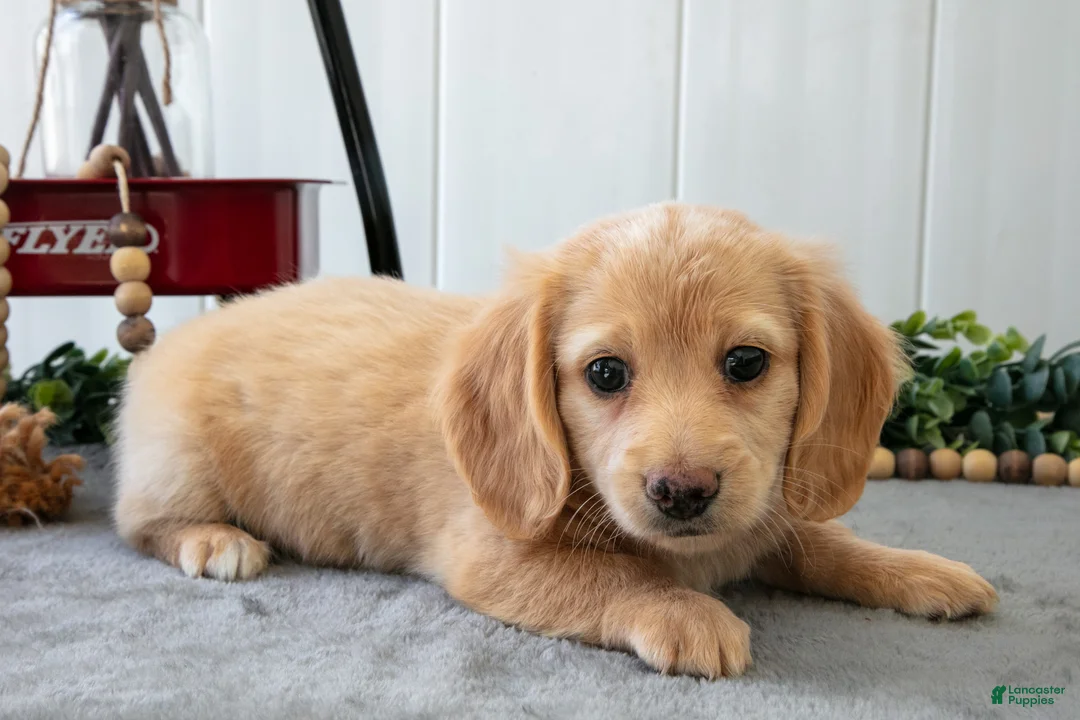 Miniature Dachshund dogs for sale: Muffin - Ad 1