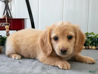 Miniature Dachshund dogs for sale: Muffin - Ad 1