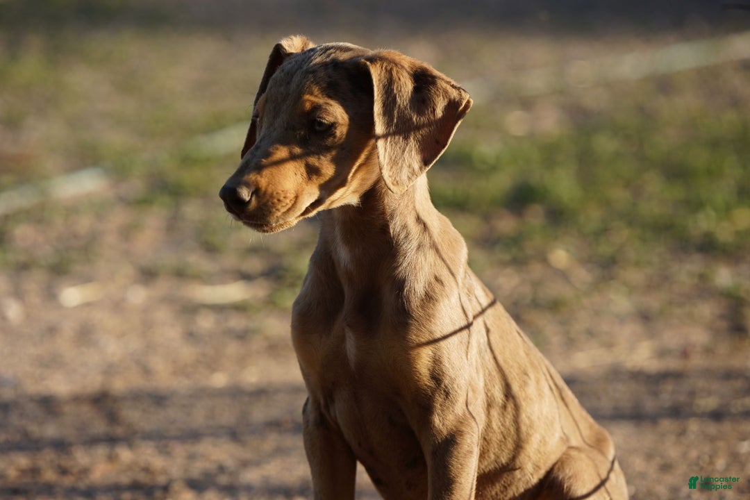 Mixed Breed dogs for sale: Lilac Fawn Merle F1 RT - Ad 8