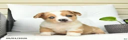 Welsh Corgi Pembroke dogs for sale: Boston  - Ad 4