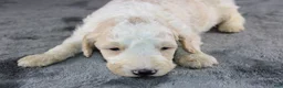 Standard Poodle dogs for sale: Waylon J - Ad 2