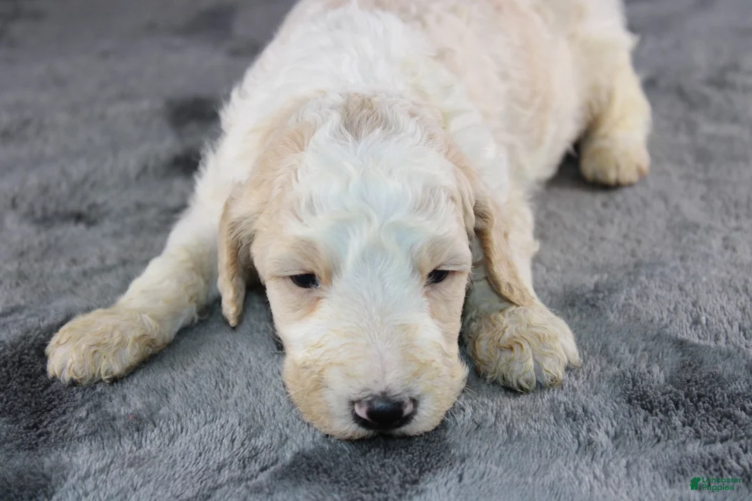 Standard Poodle dogs for sale: Waylon J - Ad 2