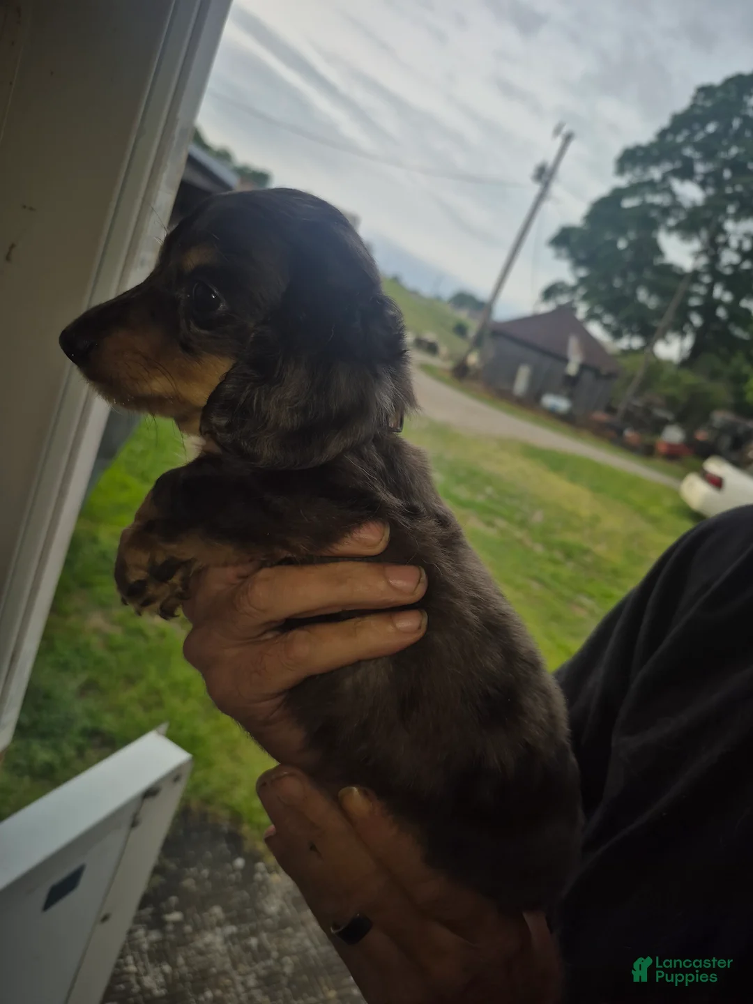 Miniature Dachshund dogs for sale: Long haired dapple girl - Ad 2