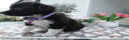 Mixed Breed dogs for sale: Mixed Breed 5 Daisey - Ad 5