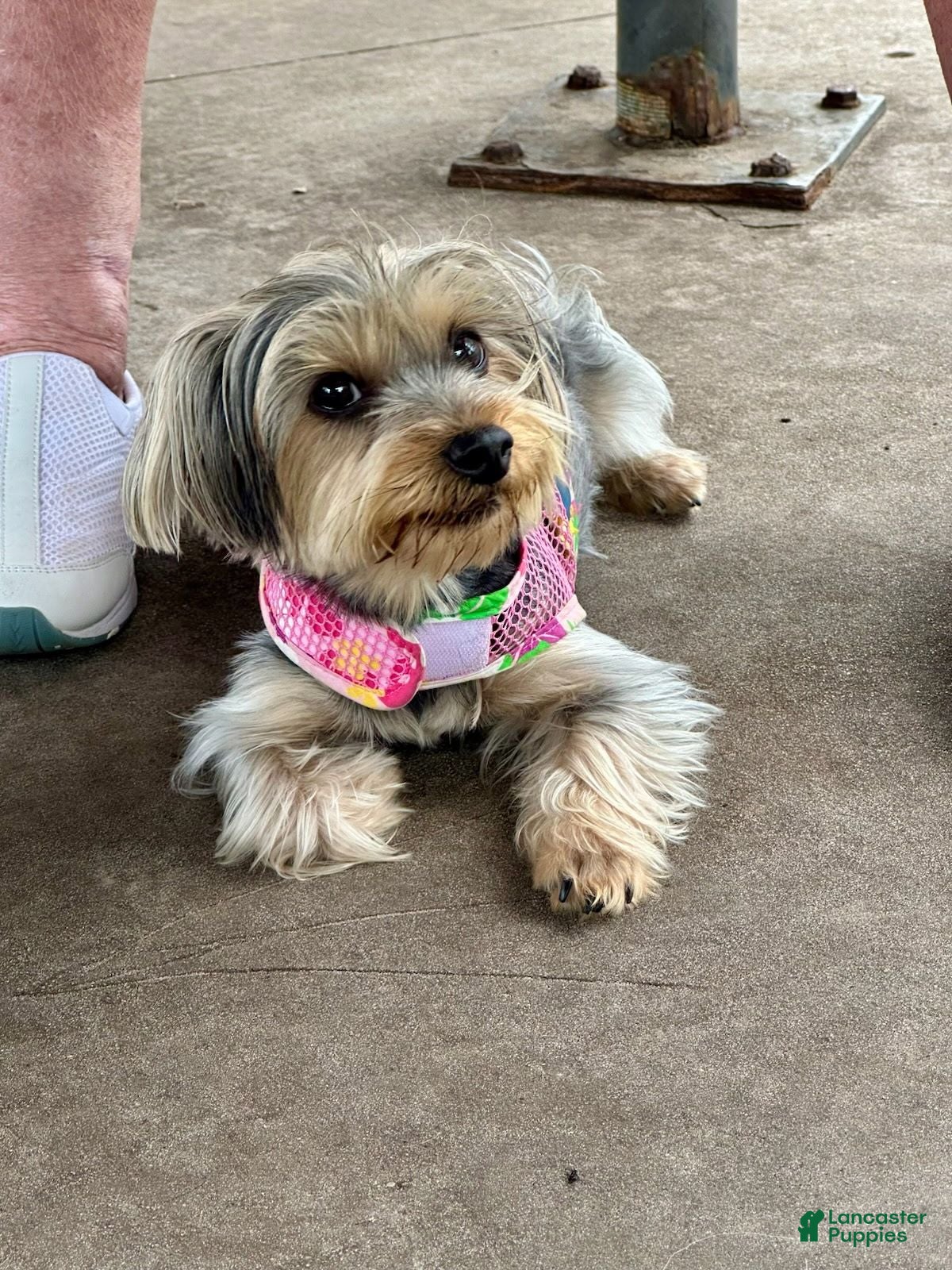 Yorkshire Terrier dogs Pinky - Ad 2