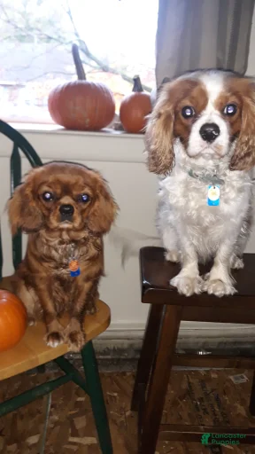 Gallery Image {{count}}