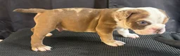 American Bully dogs for sale: American Bully 4 - Ad 2