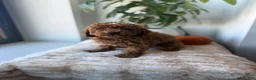 Miniature Poodle dogs for sale: Minnie - Ad 4
