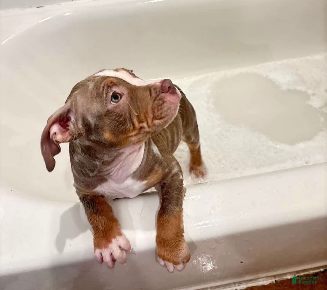 American Pit Bull Terrier dogs American Pit Bull Terrier Puppy 1 - Ad 17