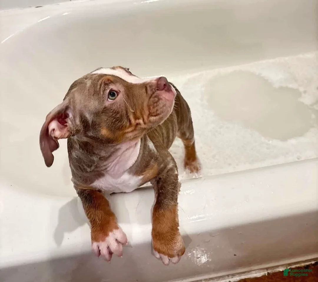 American Pit Bull Terrier dogs for sale: American Pit Bull Terrier Puppy 1 - Ad 1