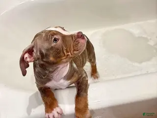 American Pit Bull Terrier dogs American Pit Bull Terrier Puppy 1 - Ad 18